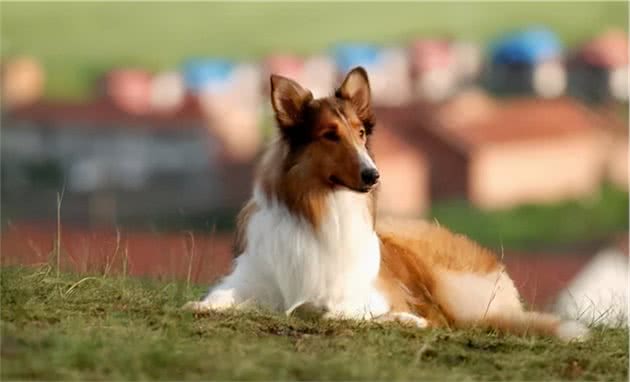 牧羊犬种类有哪些？牧羊犬有什么特点？