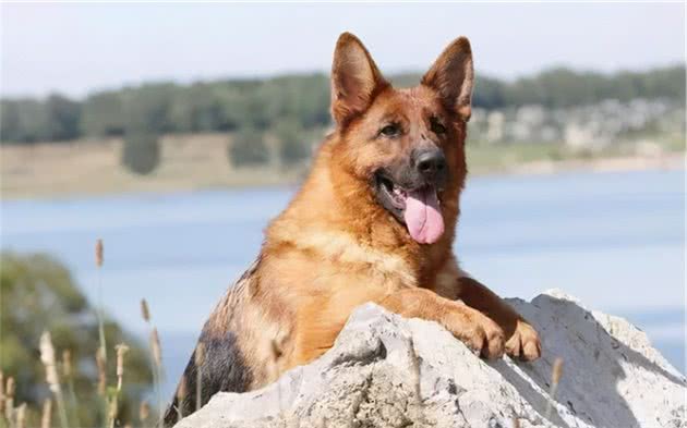 牧羊犬种类有哪些？牧羊犬有什么特点？