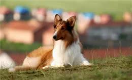 牧羊犬种类有哪些？牧羊犬有什么特点？