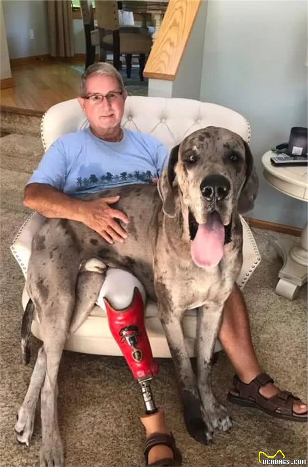 世界最大狗狗的大丹犬，到底有多大？