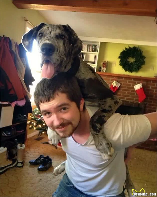 世界最大狗狗的大丹犬，到底有多大？