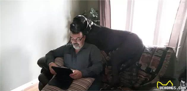 世界最大狗狗的大丹犬，到底有多大？