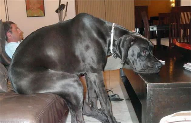 世界最大狗狗的大丹犬，到底有多大？
