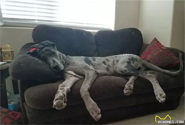 世界最大狗狗的大丹犬，到底有多大？
