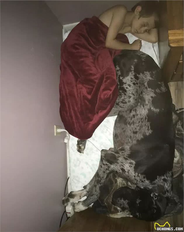 世界最大狗狗的大丹犬，到底有多大？