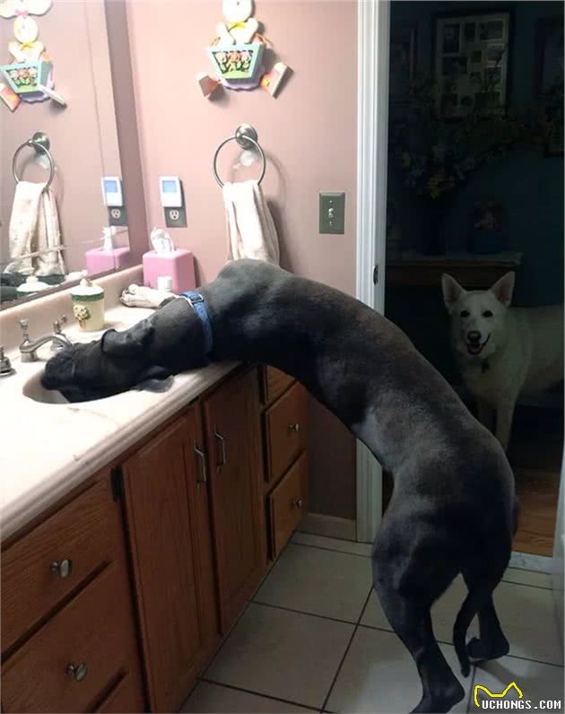 世界最大狗狗的大丹犬，到底有多大？