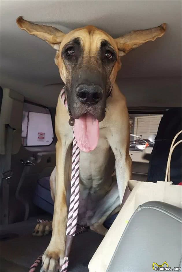 世界最大狗狗的大丹犬，到底有多大？