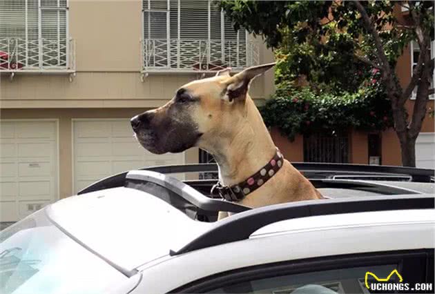 世界最大狗狗的大丹犬，到底有多大？