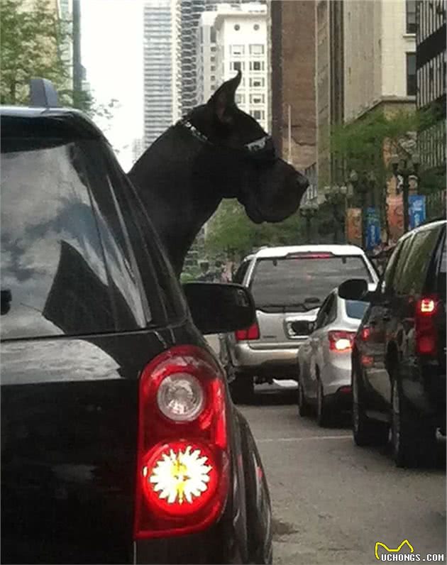 世界最大狗狗的大丹犬，到底有多大？