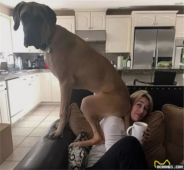 世界最大狗狗的大丹犬，到底有多大？