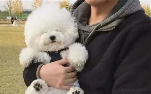比熊犬这样做，是它在表达“我需要你”