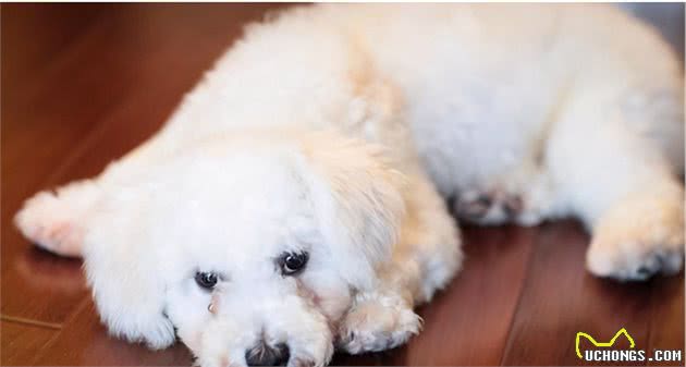 比熊犬这样做，是它在表达“我需要你”