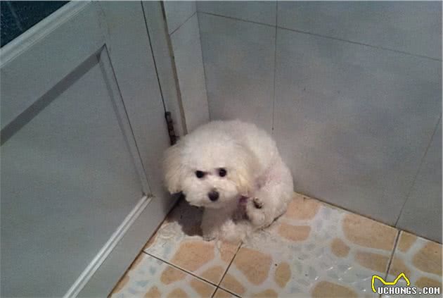比熊犬这样做，是它在表达“我需要你”