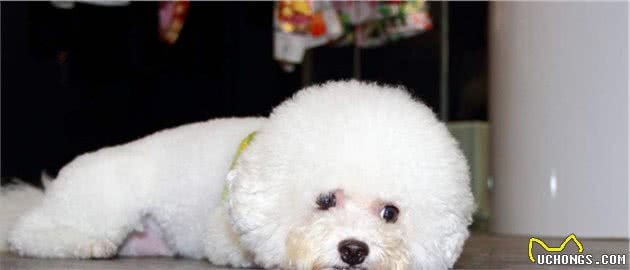 比熊犬这样做，是它在表达“我需要你”
