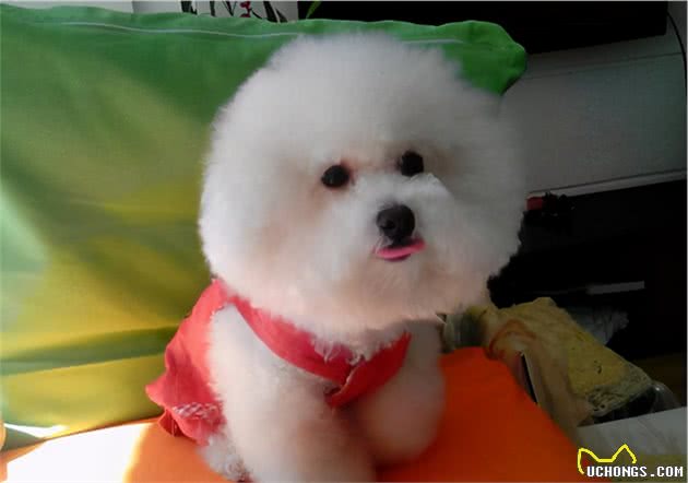 比熊犬这样做，是它在表达“我需要你”