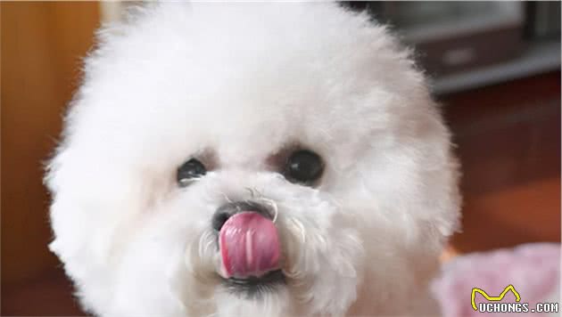 比熊犬这样做，是它在表达“我需要你”