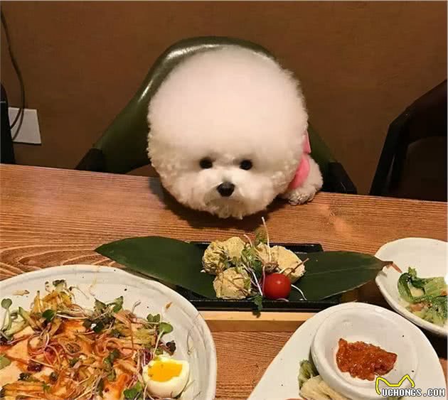 比熊犬这样做，是它在表达“我需要你”
