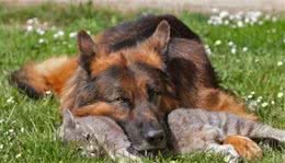 威猛的德国牧羊犬，它们能好好地和猫咪相处吗？这得看社会化程度