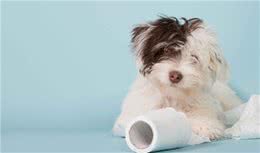 狗狗乱撕纸巾，比我搞卫生还勤快，狗狗为什么沉迷撕纸？