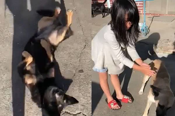 小奴才摸“陌生黄狗”！　小黑“打翻醋坛”倒地扭屁股
