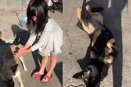 小奴才摸“陌生黄狗”！　小黑“打翻醋坛”倒地扭屁股