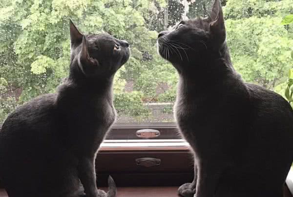 科拉特猫是什么猫？