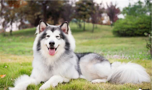 十个好斗的犬种，有孩子的家庭不要养
