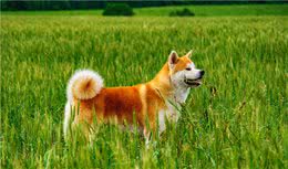 十个好斗的犬种，有孩子的家庭不要养