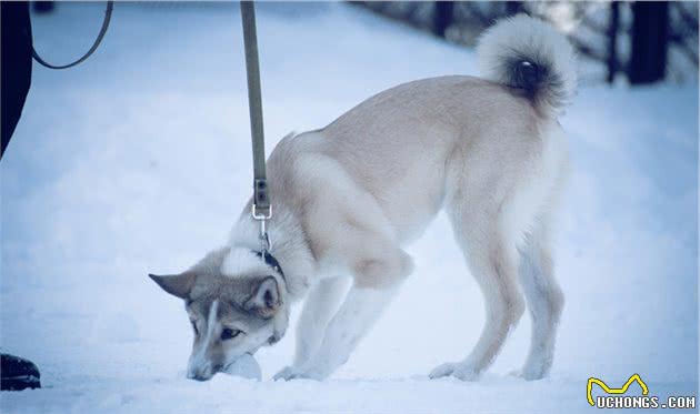 辟谣：下雪天狗狗可以尽情的玩耍？融雪剂大家需要注意