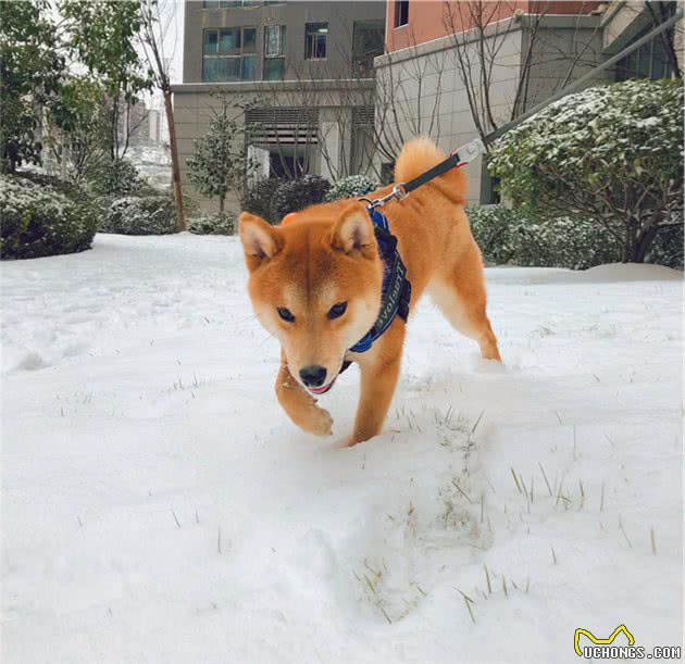 辟谣：下雪天狗狗可以尽情的玩耍？融雪剂大家需要注意