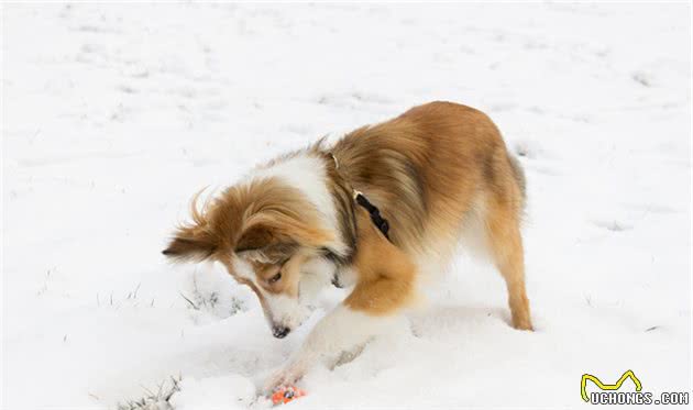 辟谣：下雪天狗狗可以尽情的玩耍？融雪剂大家需要注意