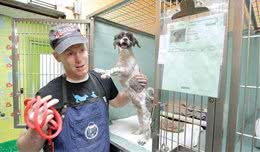 美容师专为收容所里的老狗美容，希望被忽略的它们都能找温暖的家