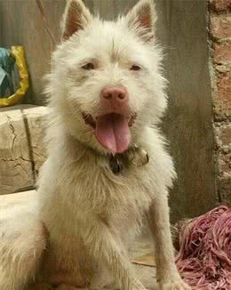 中华神犬~中华田园犬