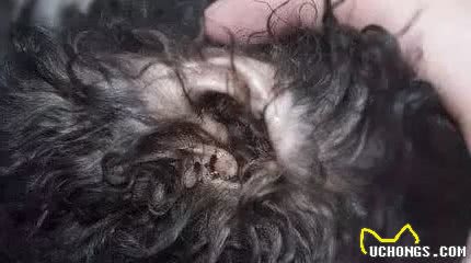 臭名昭著的耳螨居然成了背锅侠？宠物耳朵脏可能不是耳螨的错