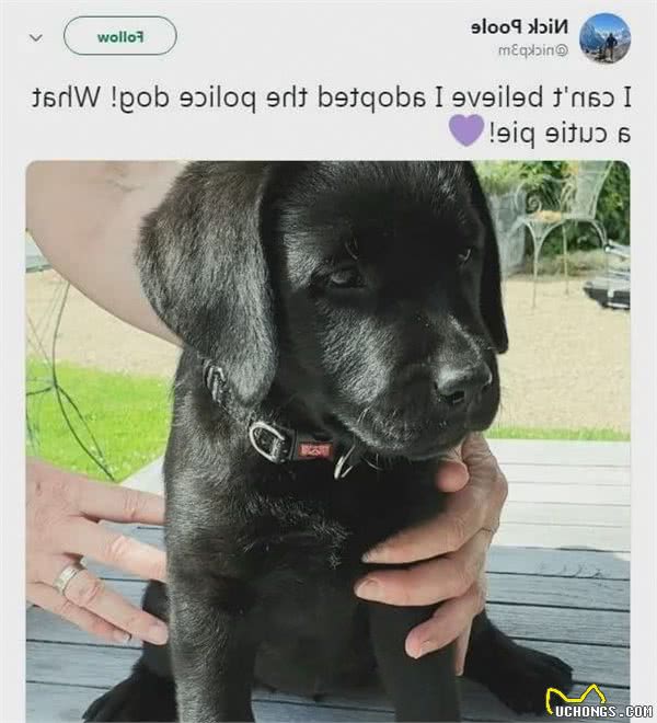 一批“不合格”的小警犬被警方淘汰，开放领养时被网友抢疯了……
