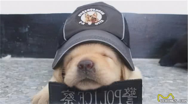 一批“不合格”的小警犬被警方淘汰，开放领养时被网友抢疯了……