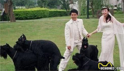 为什么雪纳瑞随处可见，而巨型雪纳瑞却无人问津？
