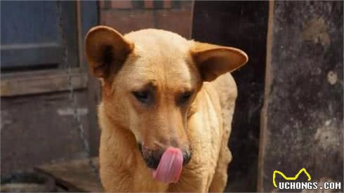 这几种狗，堪称“护法犬”，会一生保护主人的安全