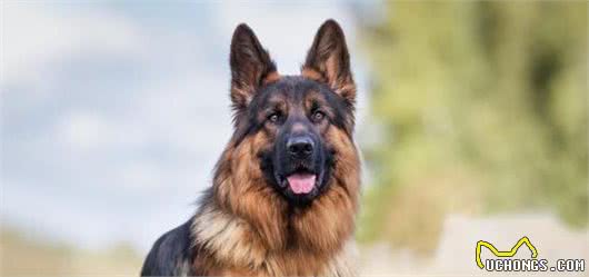 这几种狗，堪称“护法犬”，会一生保护主人的安全