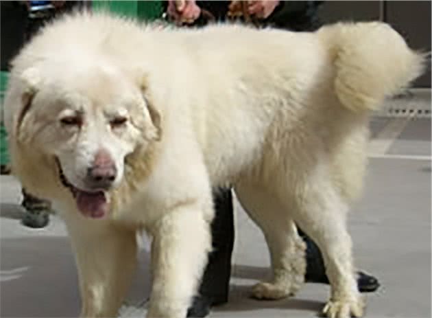 凶猛的“中华神犬”雪獒：全身雪白价值百万元