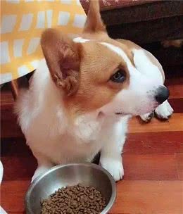 辟谣，猫咪不需要像狗狗一样断尾，且需知断尾本身就是千古谣言
