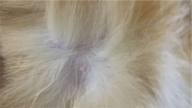反复确认了，猫咪只有7个乳头，是异常吗？
