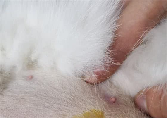 反复确认了，猫咪只有7个乳头，是异常吗？