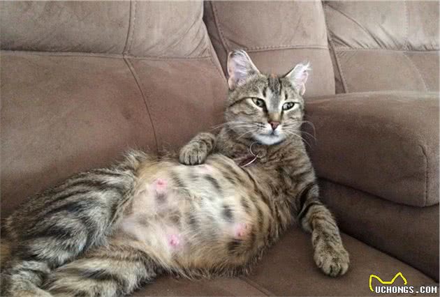 反复确认了，猫咪只有7个乳头，是异常吗？