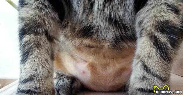 反复确认了，猫咪只有7个乳头，是异常吗？