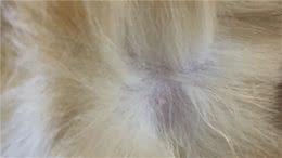 反复确认了，猫咪只有7个乳头，是异常吗？