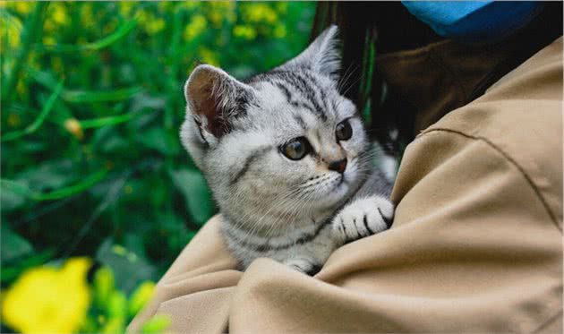 掌握这5个饲养“美短”的小技巧，你家猫会乖巧又粘人