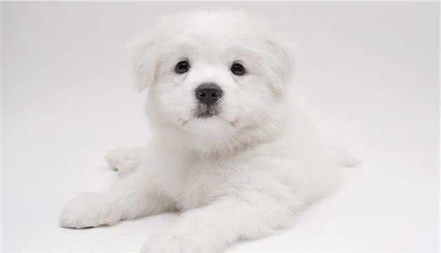 犬瘟热（狗狗九大疾病之一）