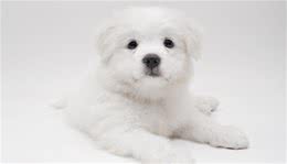 犬瘟热（狗狗九大疾病之一）