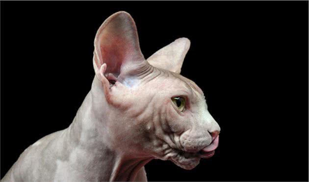 猫界的暗精灵，斯芬克斯无毛猫